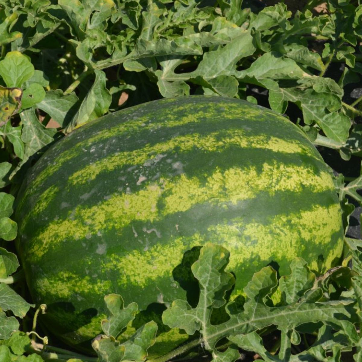 Seminte de pepene verde Talisman F1, 500 seminte NUNHEMS, 1, hectarul.ro