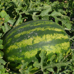 Seminte de pepene verde Talisman F1, 500 seminte NUNHEMS