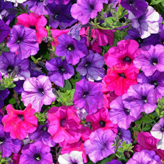 Seminte de petunie Compacta MIX, 0.2 grame