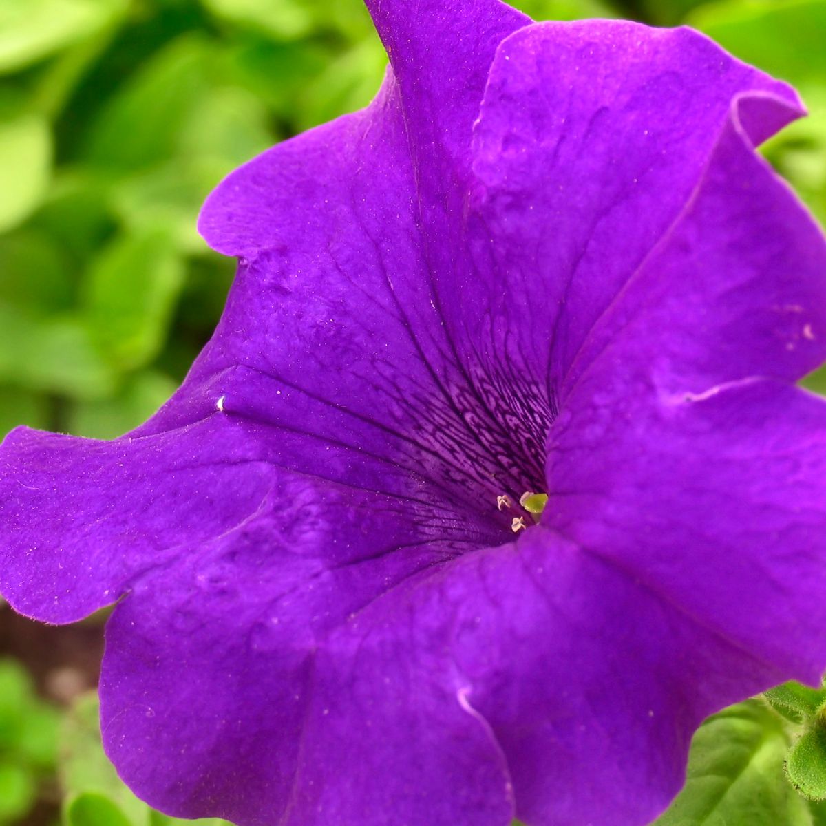 Seminte de petunie Compacta MOV 0.2 grame, 1, hectarul.ro