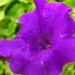 Seminte de petunie Compacta MOV 0.2 grame