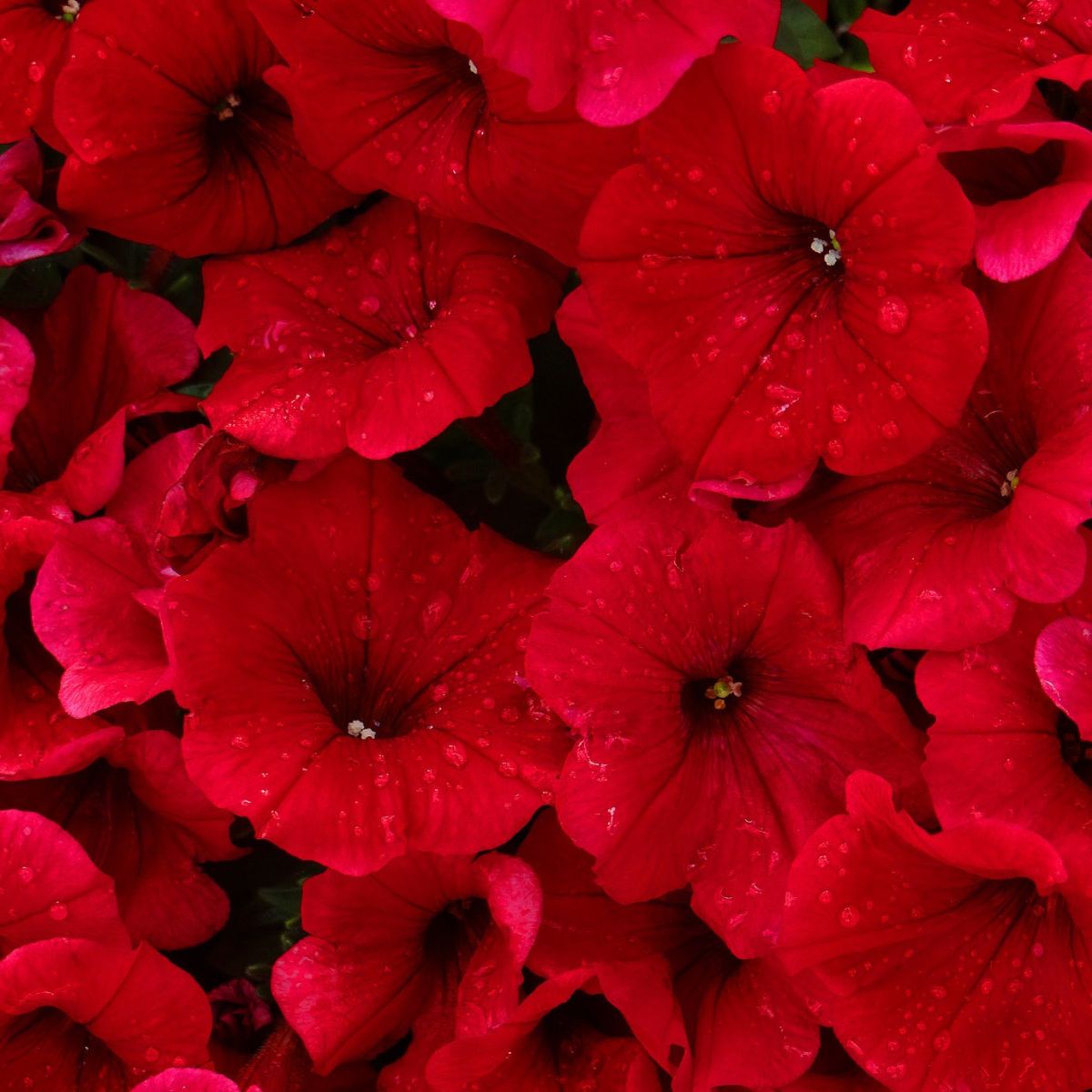 Seminte de petunie Compacta ROSU 0.2 grame, 1, hectarul.ro