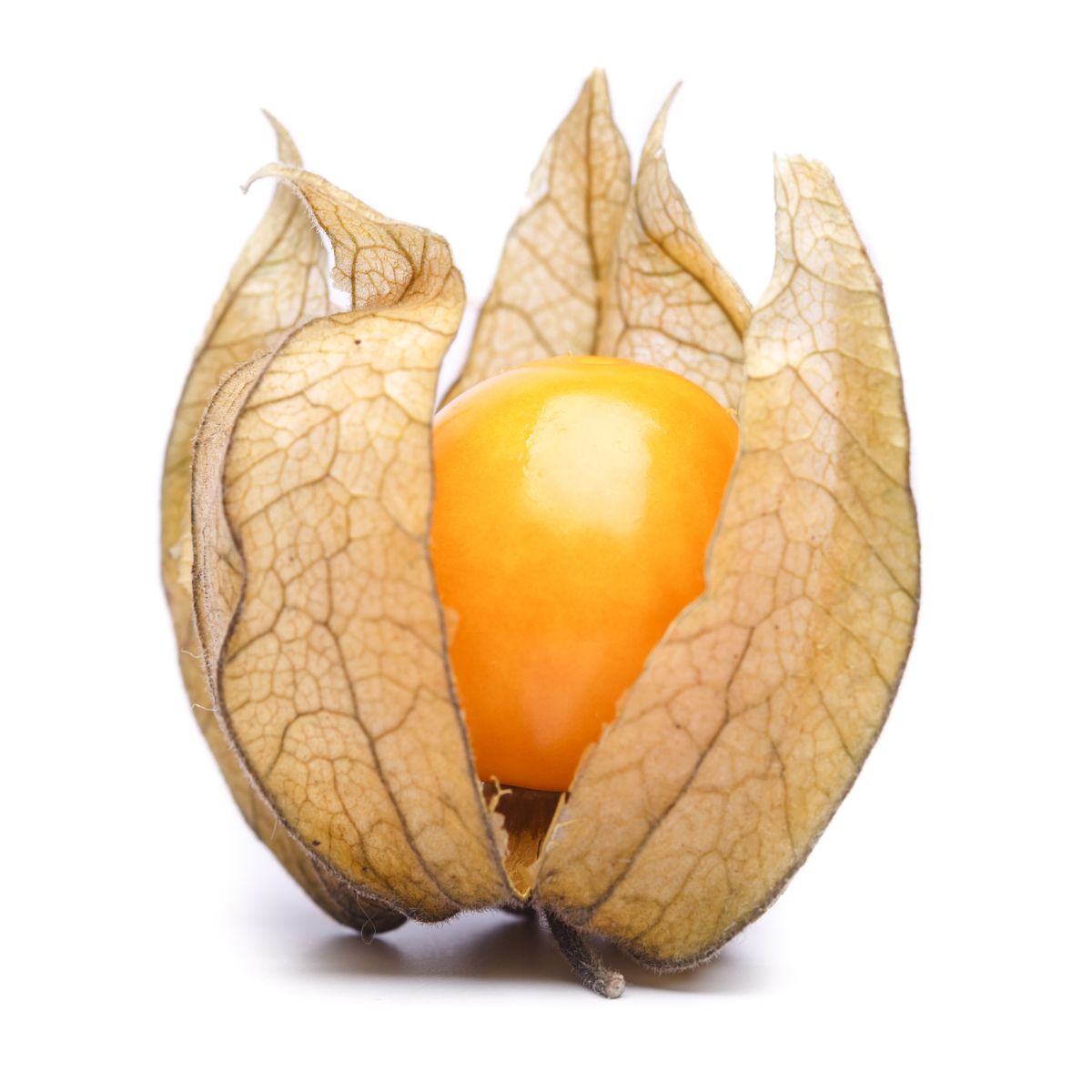 Seminte de Physalis Peruviana, 0.2 grame, 1, hectarul.ro