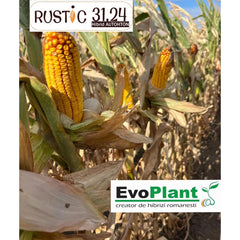 Seminte de porumb RUSTIC 3124, sac 33.000 boabe