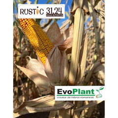 Seminte de porumb RUSTIC 3124, sac 33.000 boabe