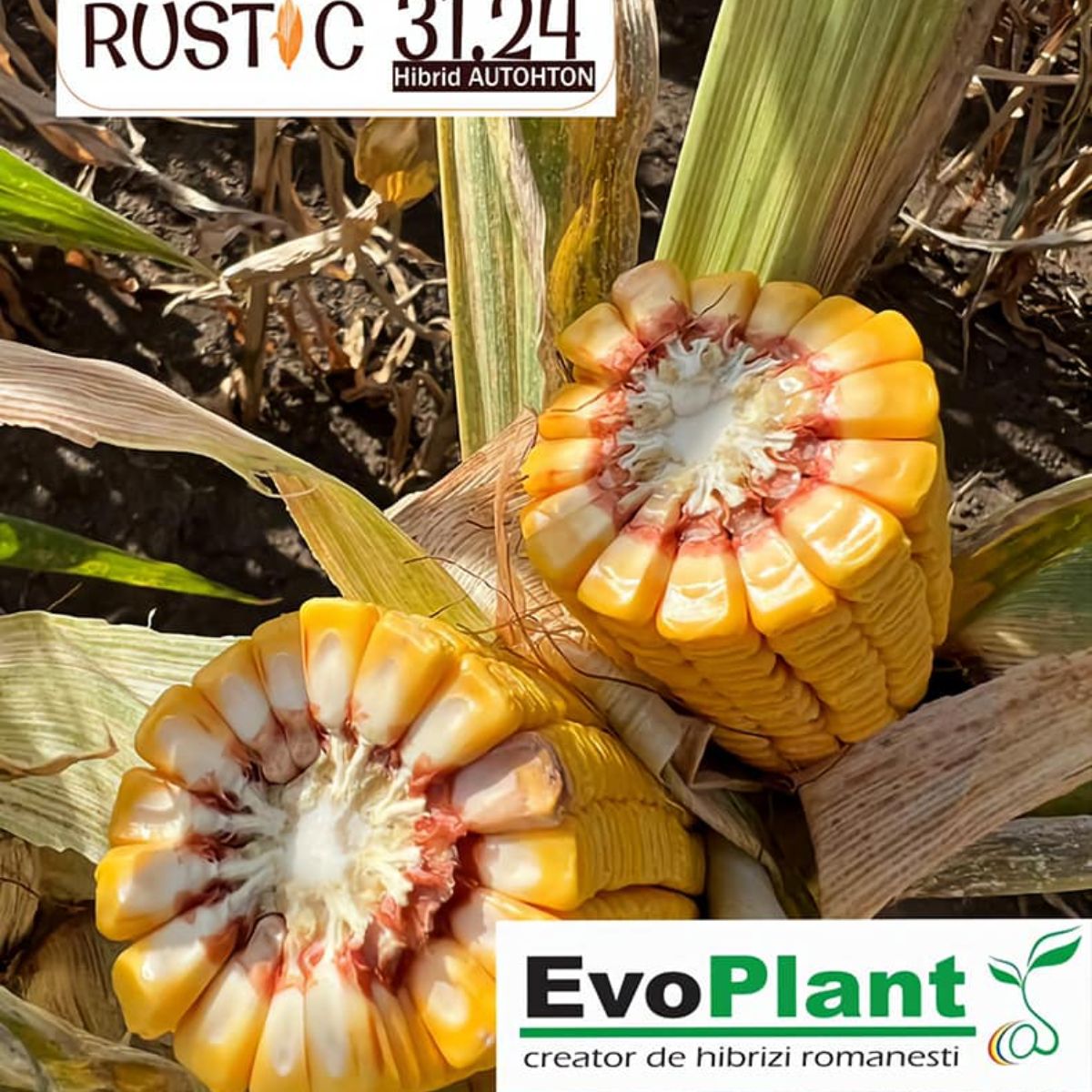 Seminte de porumb RUSTIC 3124, sac 33.000 boabe, 1, hectarul.ro