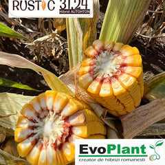 Seminte de porumb RUSTIC 3124, sac 33.000 boabe