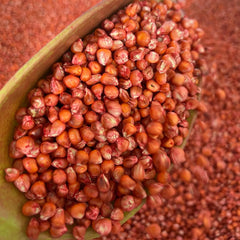 Seminte de porumb RUSTIC 3124, sac 33.000 boabe