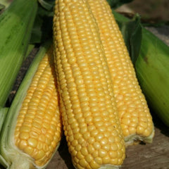 Seminte de porumb zaharat STARSHINE, 2500 seminte SYNGENTA