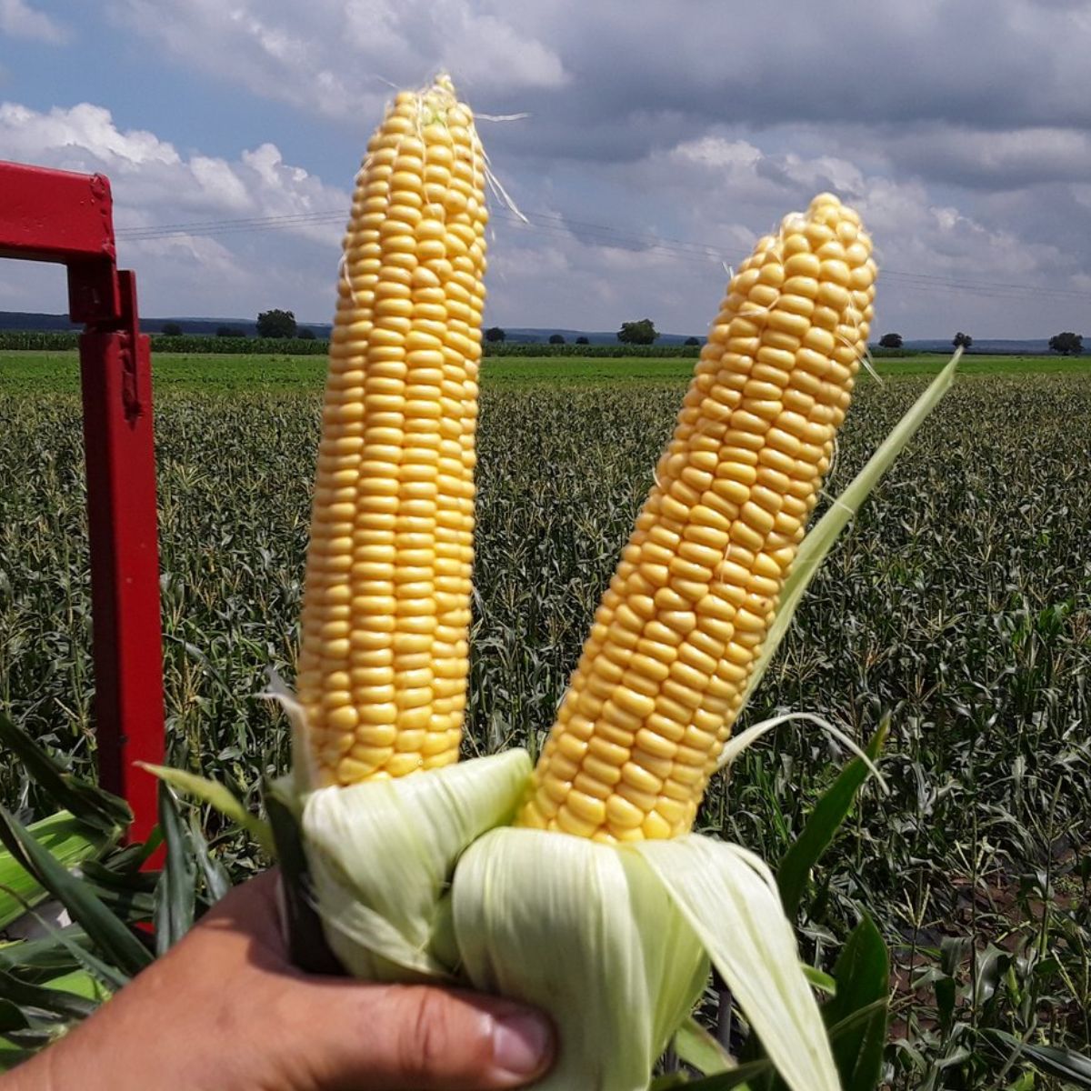 Seminte de porumb zaharat Sweet Nugget F1, 5000 seminte NUNHEMS, 1, hectarul.ro