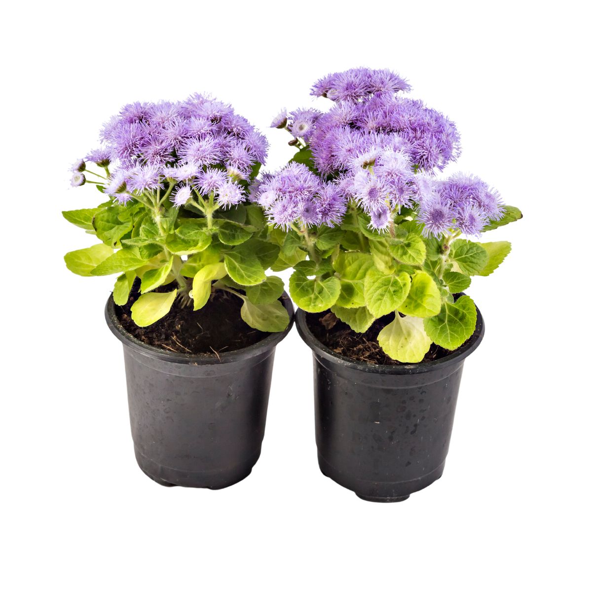 Seminte de pufuleti albastri, 0.3 grame, 1, hectarul.ro