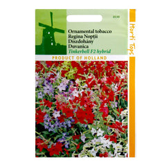 Seminte de regina noptii Tinkerbell, 0.08 grame