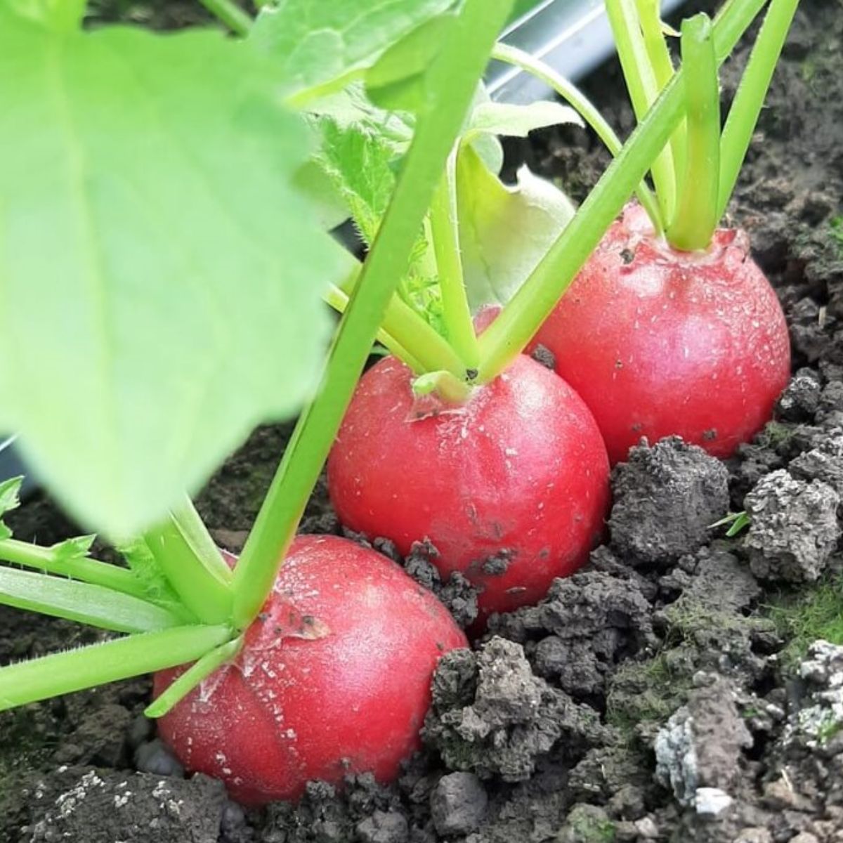 Seminte de ridichi CESAR F1, 10000 seminte SYNGENTA, 1, hectarul.ro