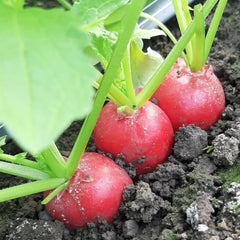 Seminte de ridichi CESAR F1, 10000 seminte SYNGENTA