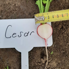 Seminte de ridichi CESAR F1, 10000 seminte SYNGENTA