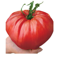 Seminte de Rosii de gradina, 0.3 grame FLORIAN