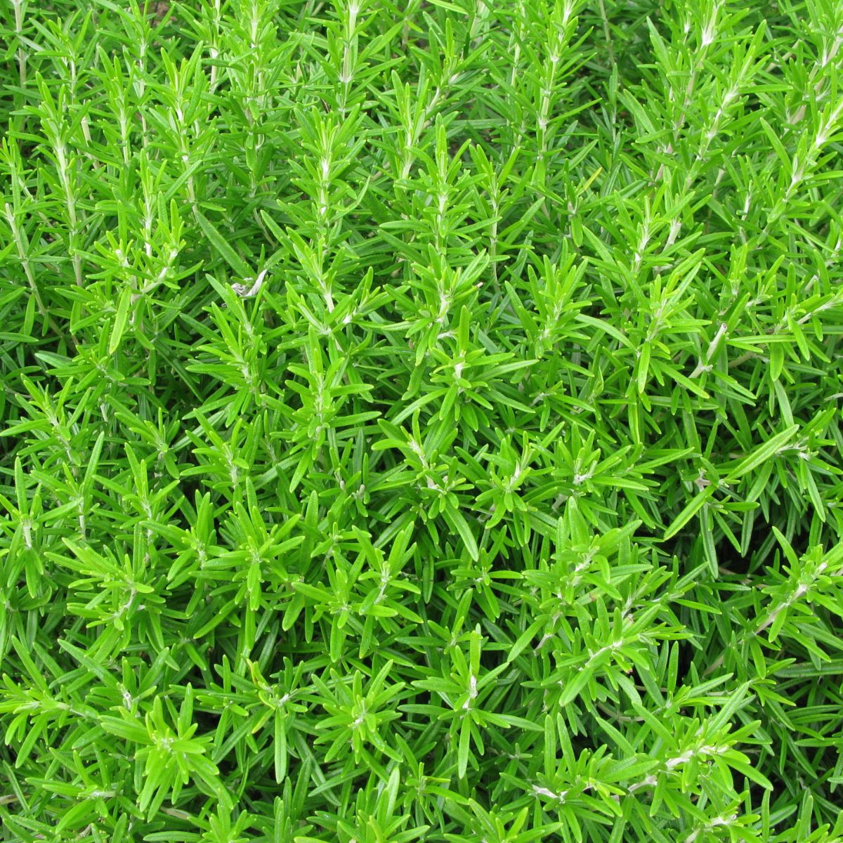 Seminte de Rozmarin, 0.08 grame, 1, hectarul.ro