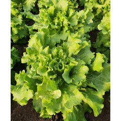 Seminte de salata creata FIYONYK, 10000 seminte, YUKSEL