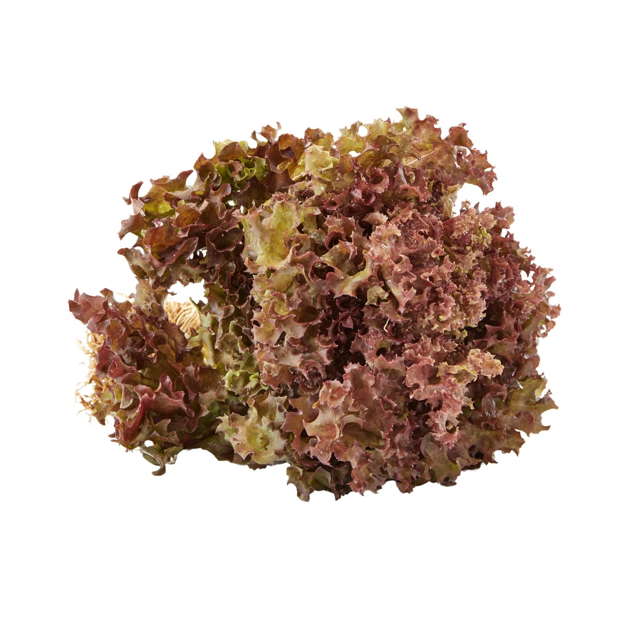 Seminte de salata Lollo Rossa, 2 grame, 1, hectarul.ro