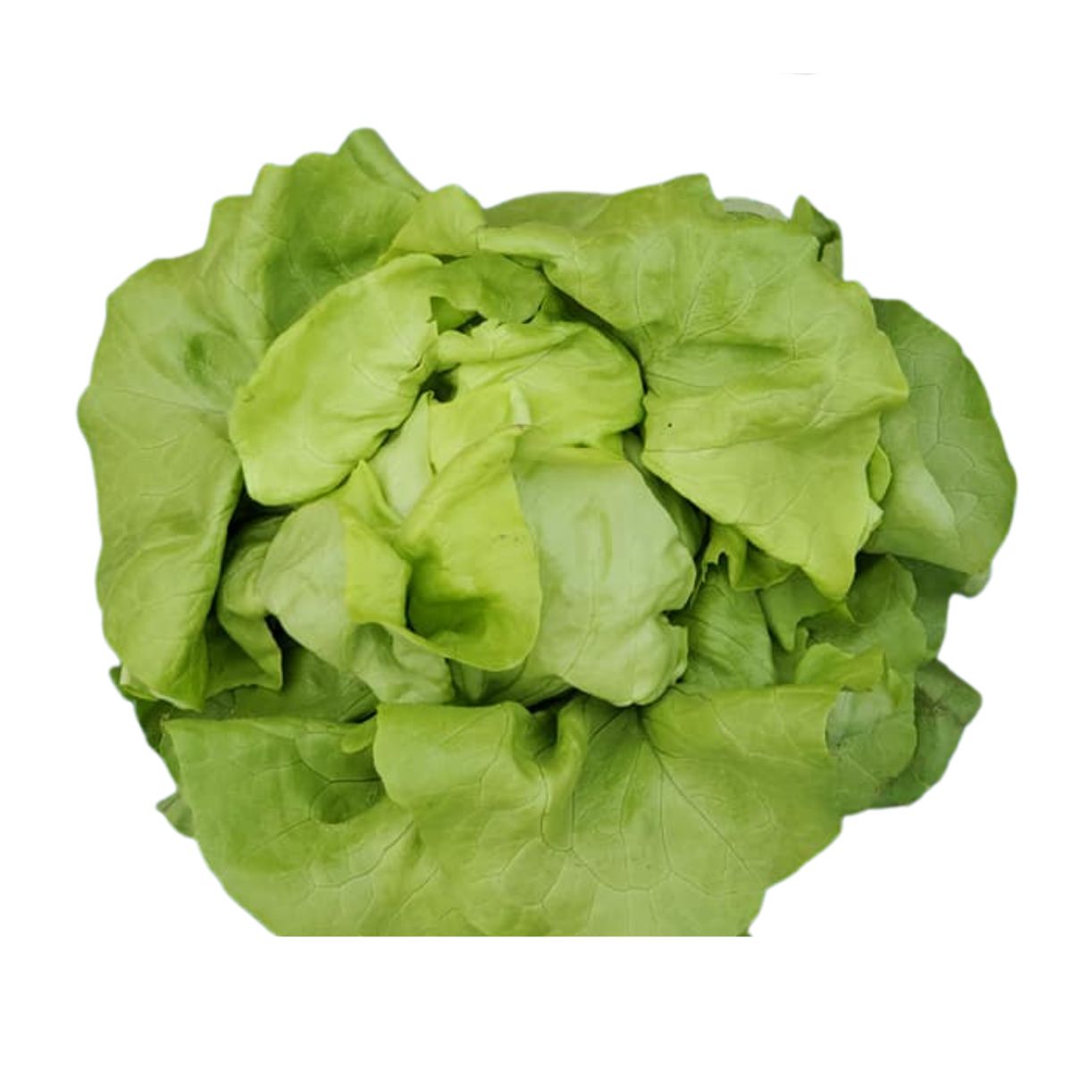 Seminte de salata Touareg, 1000 seminte, 1, hectarul.ro