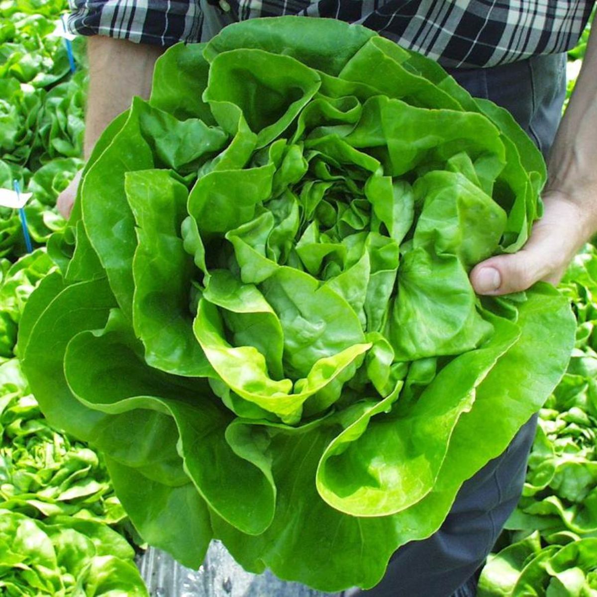 Seminte de salata verde Centore, 5000 seminte SYNGENTA, 1, hectarul.ro