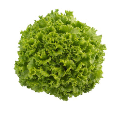 Seminte de salata verde Oleole DRAJAT, 5000 seminte SYNGENTA