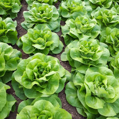 Seminte de salata verde Shangore, 5000 seminte SYNGENTA