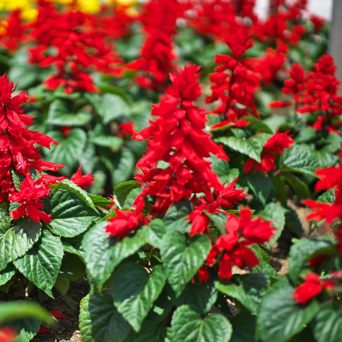 Seminte de Salvie Johns Fire, 0.5 grame, 1, hectarul.ro