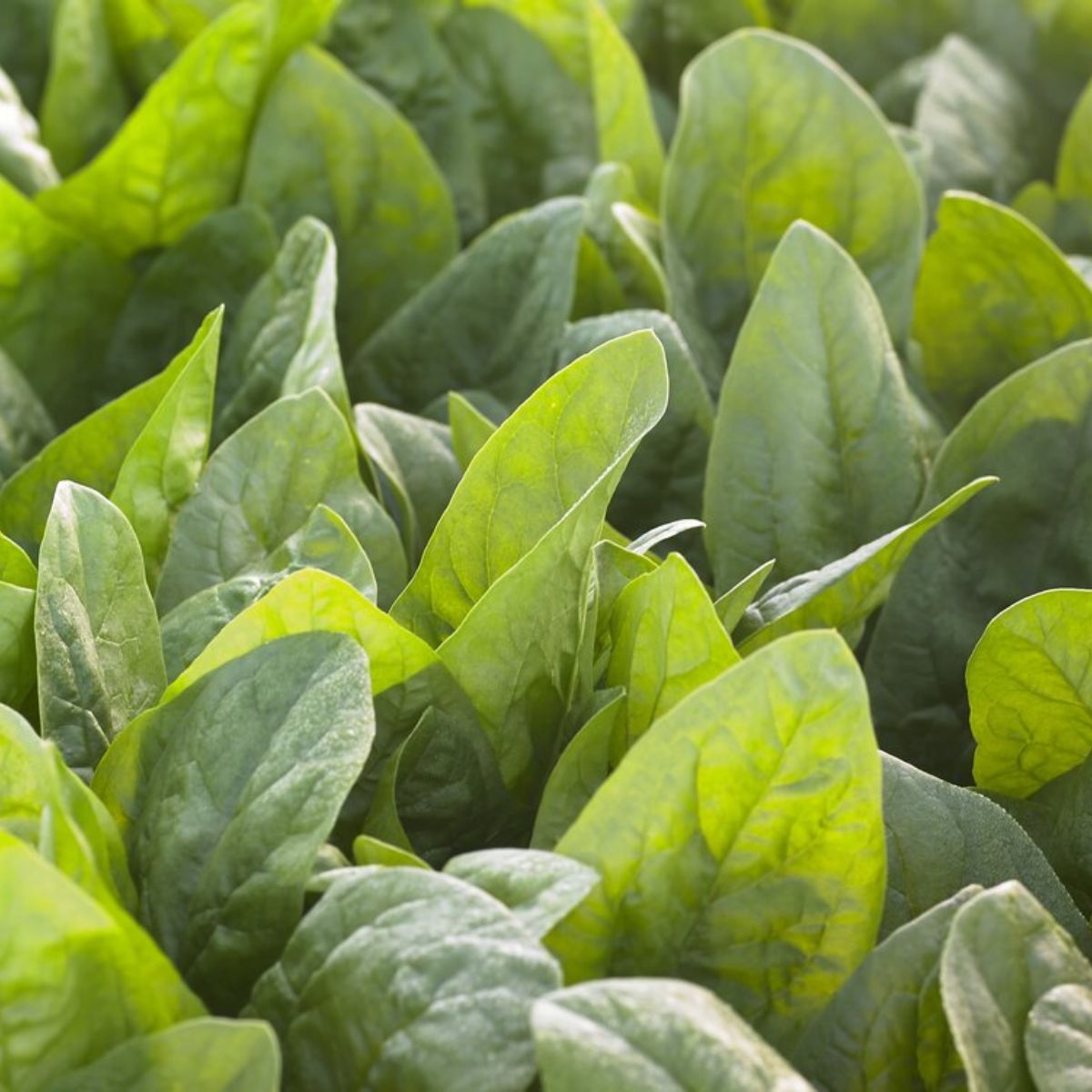 Seminte de spanac EL PRADO, 100.000 seminte SYNGENTA, 1, hectarul.ro