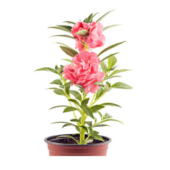 Seminte de sporul casei Balsamina, 1.5 grame