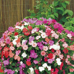 Seminte de Sporul Casei mix, 0.1 grame FLORIAN