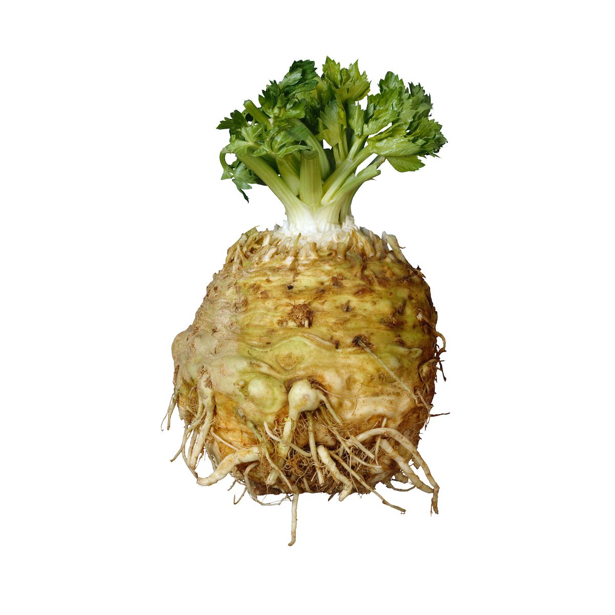 Seminte de telina Gigant de Praga, 10 grame, 1, hectarul.ro