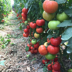 Seminte de tomate ANTALYA RN F1, 500 seminte, YUKSEL