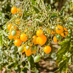Seminte de tomate Cherry galbene, 0.3 grame FLORIAN