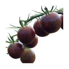 Seminte de tomate Cherry negre, 0.2 grame FLORIAN