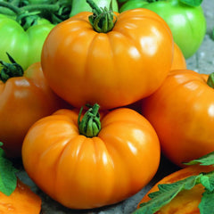 Seminte de tomate galbene Yellowstone, 0.2 grame FLORIAN