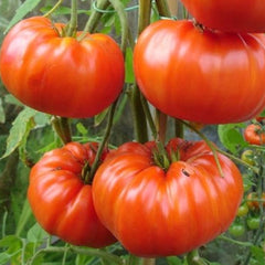 Seminte de tomate Gigant Rosu, 0.2 grame FLORIAN