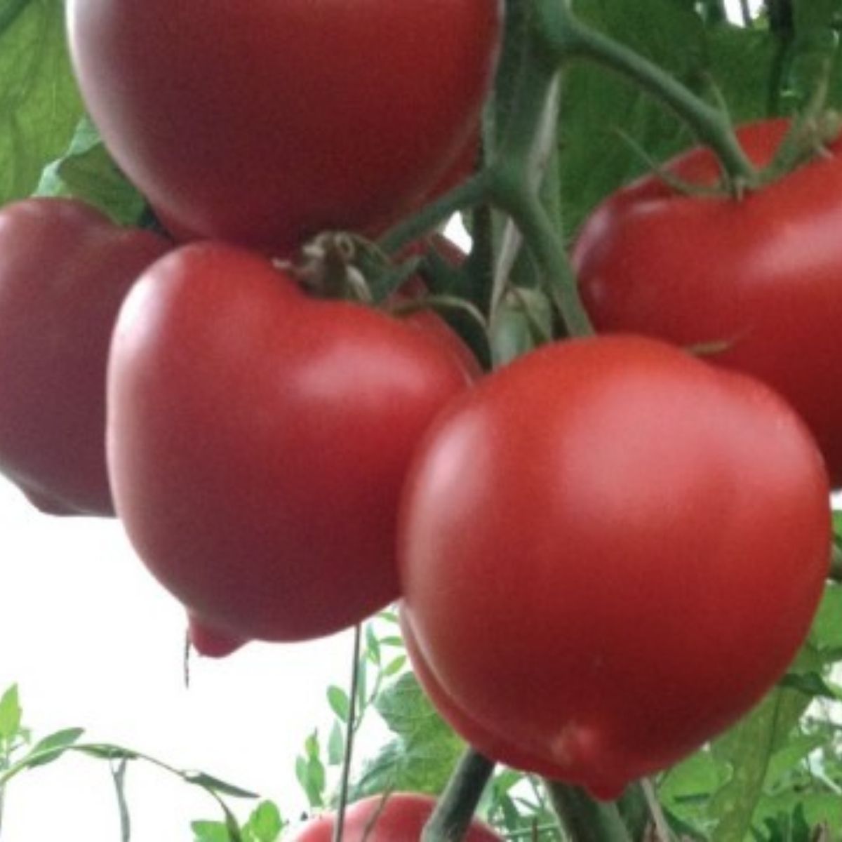 Seminte de tomate GIRAFFE (EKIN) F1, 1000 seminte, YUKSEL, 1, hectarul.ro