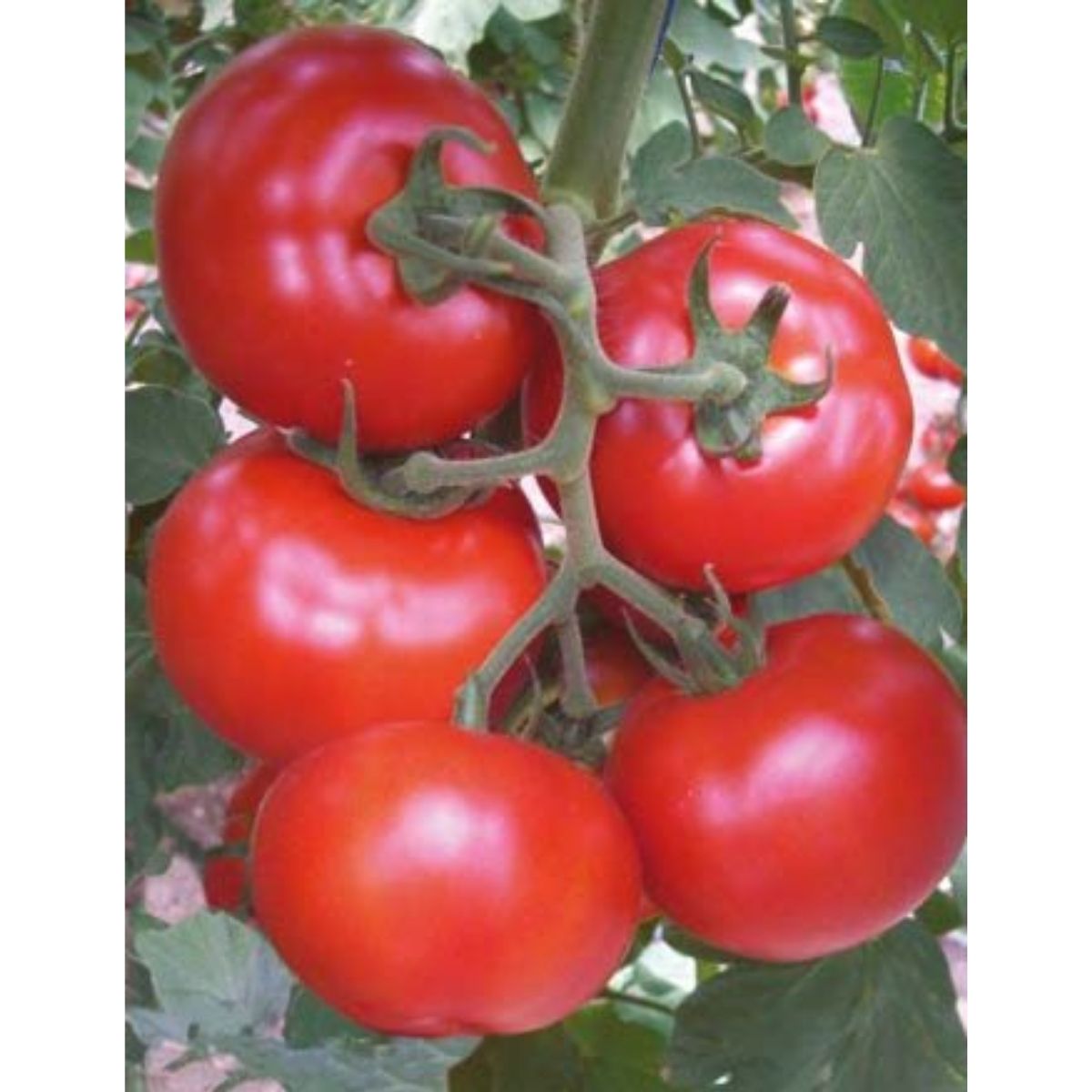Seminte de tomate GONUL F1, 1000 seminte, YUKSEL, 1, hectarul.ro