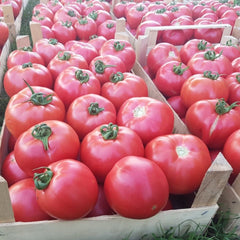 Seminte de tomate GUSTO PINK F1, 500 seminte, YUKSEL