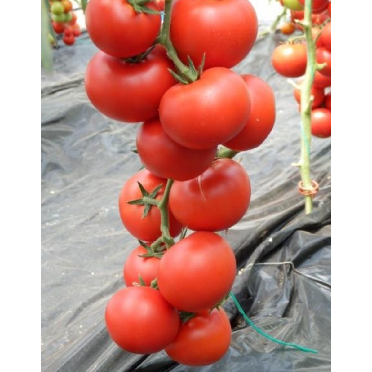 Seminte de tomate Klass F1, 100 seminte, 1, hectarul.ro