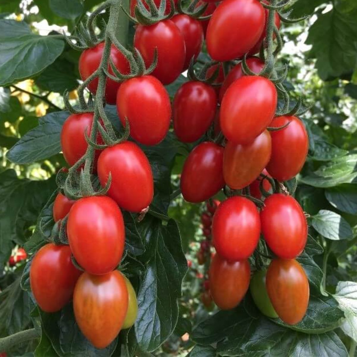 Seminte de tomate NICOLETA F1, 100 seminte, YUKSEL, 1, hectarul.ro