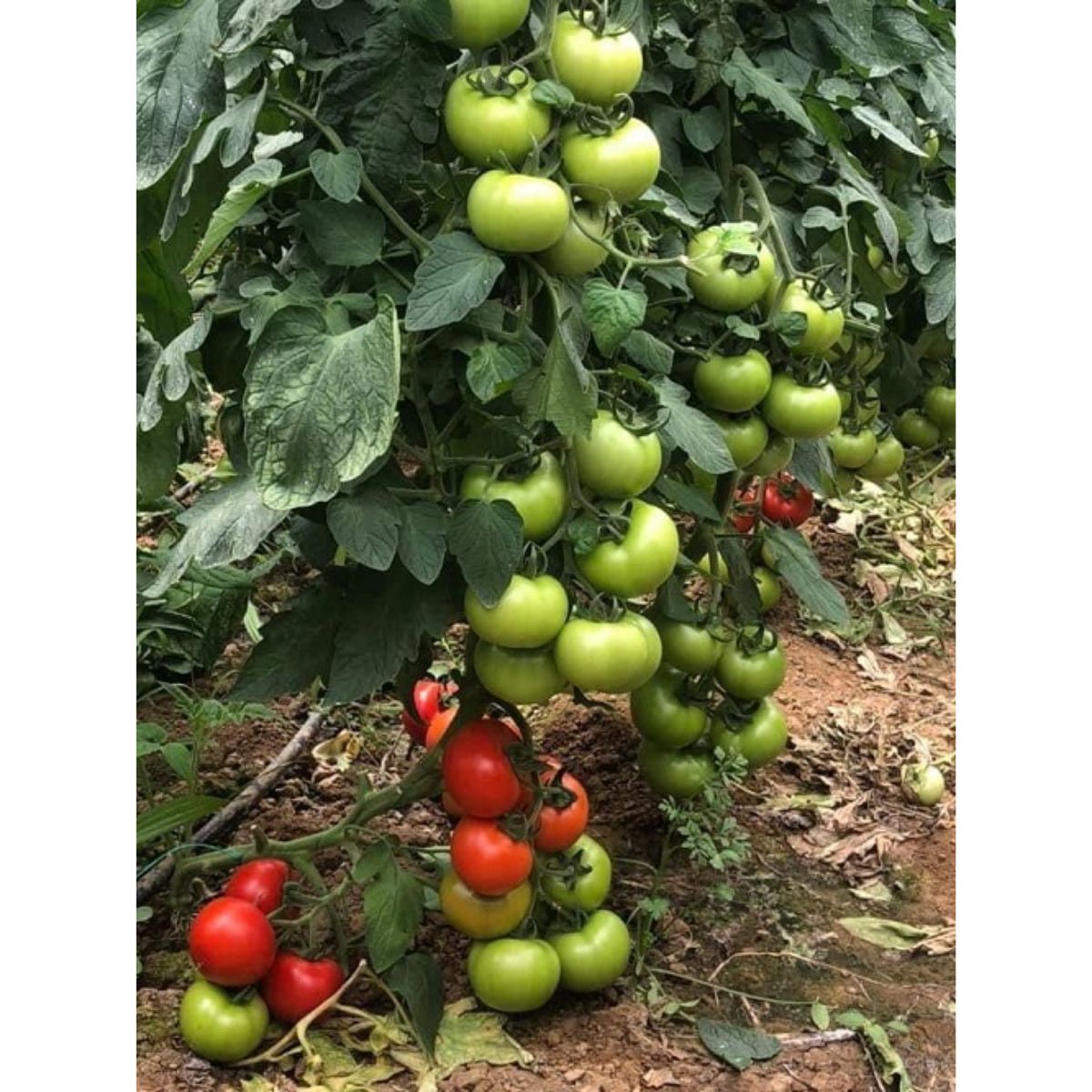 Seminte de tomate OZKAN F1, 500 seminte, YUKSEL, 1, hectarul.ro