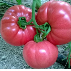 Seminte de tomate PINK ROCK F1, 500 seminte, YUKSEL