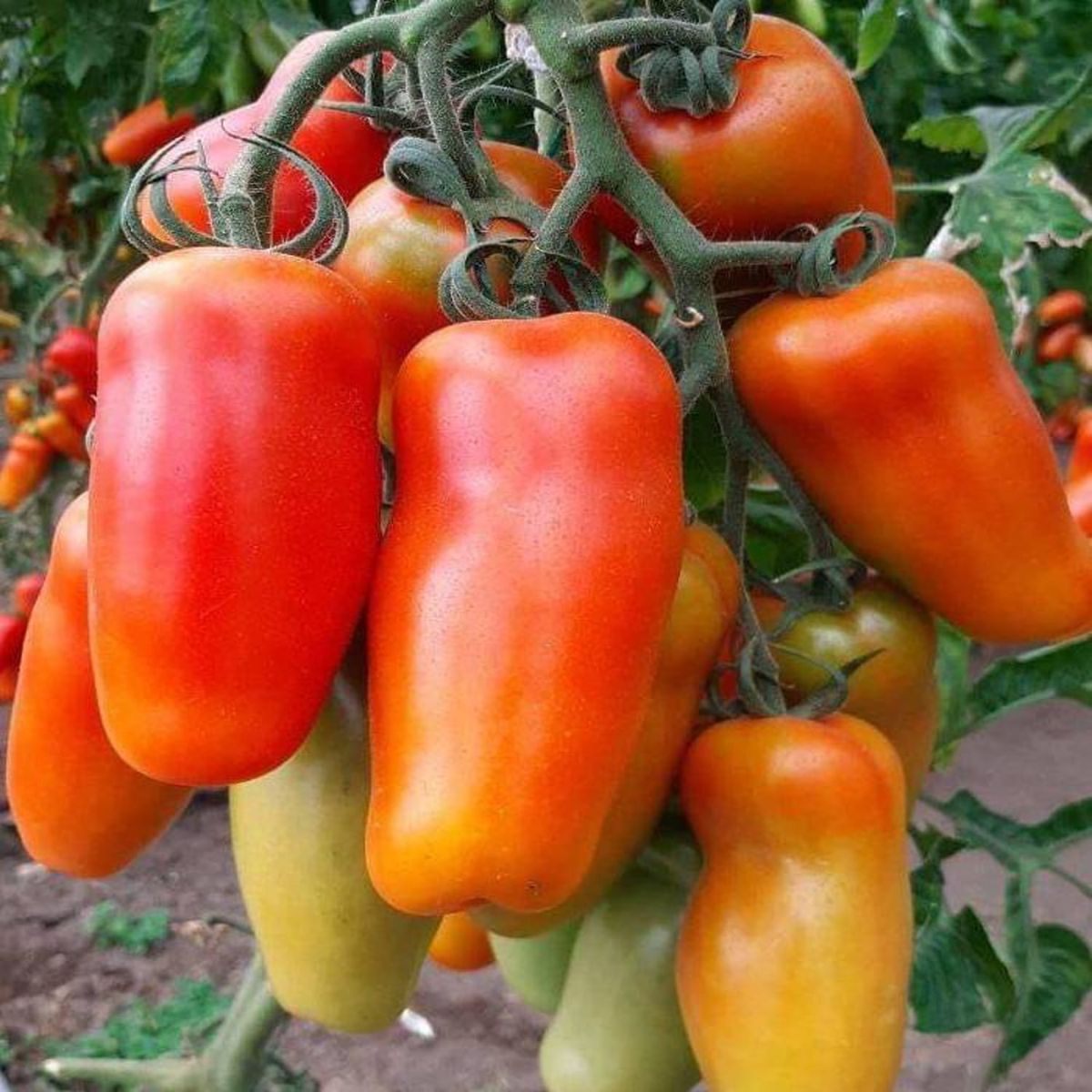 Seminte de tomate Portento F1, 100 seminte, 1, hectarul.ro