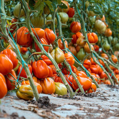 Seminte de tomate Profitto F1, 100 seminte