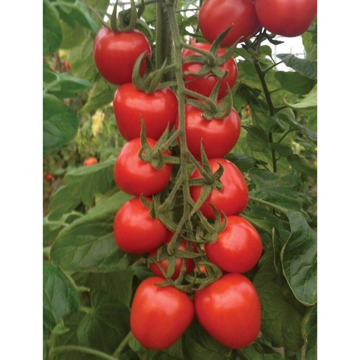 Seminte de tomate RED HEART F1, 250 seminte, YUKSEL, 1, hectarul.ro