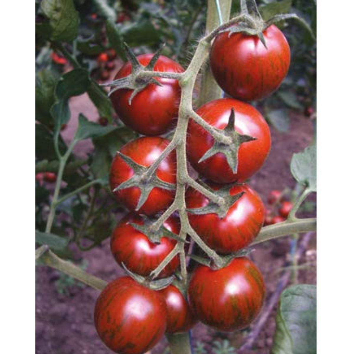 Seminte de tomate TIGER F1, 250 seminte, YUKSEL, 1, hectarul.ro