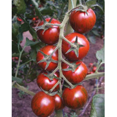 Seminte de tomate TIGER F1, 250 seminte, YUKSEL