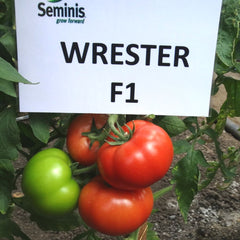 Seminte de tomate Wrestler F1, 500 seminte